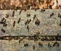Exterminateur de fourmis à Boucherville
