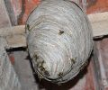 Problème de nid de guêpe à Boucherville