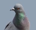 Extermination de pigeon à Boucherville
