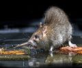 Extermination de rats à Boucherville Problème de rats
