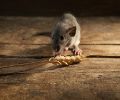Exterminateur de souris à Boucherville